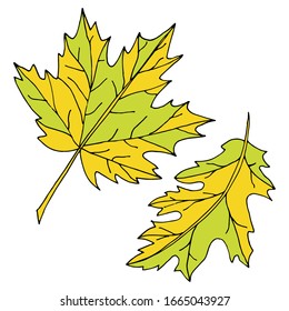 Blätter einzelne Skizze. Vektorillustration Blätter verschiedener Bäume. Jahreszeiten