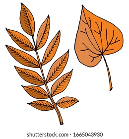 Leaves isolated sketch. Vector leaves of different trees. Seasons