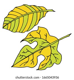 Leaves isolated sketch. Vector leaves of different trees. Seasons