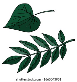Leaves isolated sketch. Vector leaves of different trees. Seasons