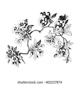 Leaves isolated tree wallpaper bud print berry oriental floral white spring chinese flower vector tender botanical summer east blossom drawing card black traditional cute strokes illustration cherry