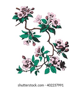Leaves isolated tree wallpaper bud print berry oriental floral white spring chinese flower vector tender botanical summer east blossom drawing card black traditional cute strokes illustration cherry
