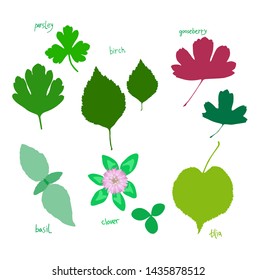 Leaves isolated vector set, coloured silhouettes, on transparent background