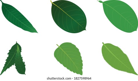 Leaves Of Jackfruit, Mango, Tulsi, Lemon, Neem