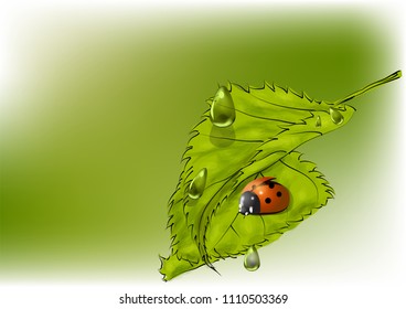 leaves and ladybug on green background