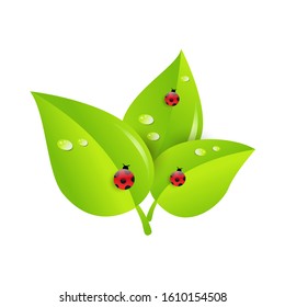 Leaves with ladybug. Vector illustration.