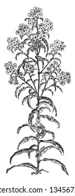 Las hojas tienen forma de lanza y son largas. Las hojas inferiores son grandes y las superiores son diminutas. Los pétalos están rodeados en el clúster central, el dibujo de líneas antiguas o la ilustración de grabado.