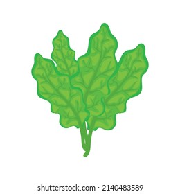 hojas de lechuga sobre blanco