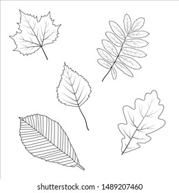 Leaves of linden, maple, mountain ash, oak, birch. Outlines. Silhouette