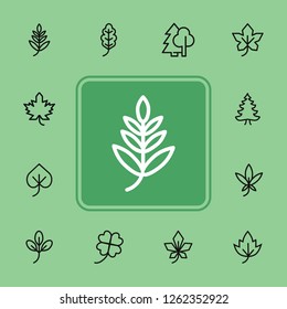 Leaves line icon set. Maple, oak, fir tree. Nature concept. Can be used for topics like forest, park, ecology