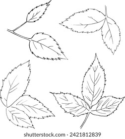 Leaves linear drawing. Set of blackberry leaves for printing and design of cosmetics, business cards, invitations, postcards, packaging. For printing on dishes, clothes, etc. Black and white linear