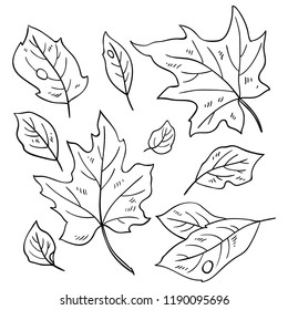 Leaves linear drawings, set for design and illustration.