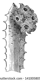 The leaves are long and wide leaf blade. Nearby plants increase in almost half size position. It's growing in cluster, stem are thick, vintage line drawing or engraving illustration.