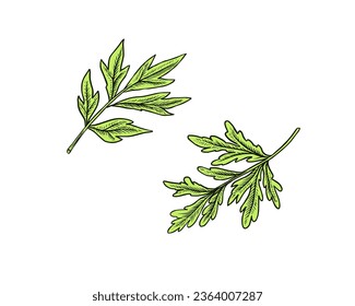 Leaves for making alcohol Absinthe. Label for retro poster. Engraved hand drawn vintage sketch. Woodcut style
