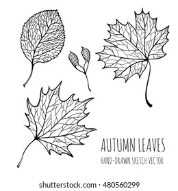 The leaves of maple and alder. Line drawing. Hand-drawn doodle illustration for adult coloring books.