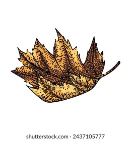 leaves maple leaf hand drawn. vector , red fall leaves maple leaf vector sketch. isolated color illustration