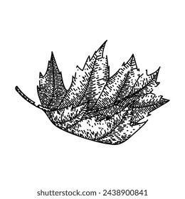 leaves maple leaf hand drawn. vector , red fall leaves maple leaf vector sketch. isolated black illustration