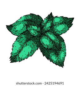 leaves mint hand drawn. menthol fresh, view spearmint, herb lemon leaves mint vector sketch. isolated color illustration