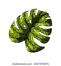 hojas de la hoja de monstera dibujado a mano. silueta de la palma, vector de línea, textura hojas de la selva monstera hoja vector sketch.