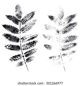 the leaves of mountain ash imprint