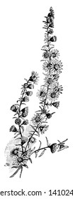 Sus hojas son estrechas, y al final de las ramas son pequeñas y las flores son pequeñas, dibujo vintage de líneas o ilustración de grabado.
