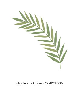 leaves nature frond vegetation isolated
