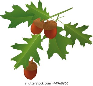 leaves of an oak and acorns