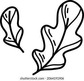 Leaves from an oak tree individual element drawn with a hand-drawn line outline with no color
