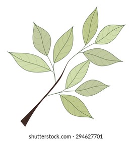 Leaves on a branch
