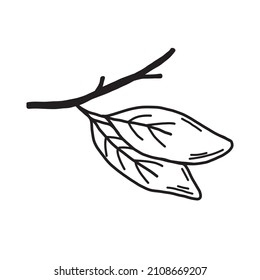 Leaves on a branch black and white line. Leaves in doodle style vector on an isolated background.
