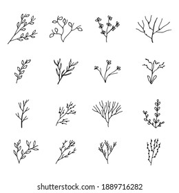 leaves on a branch. vector sketch