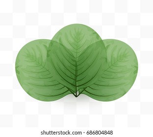 Leaves on transparent background. Green eco concept. Vector illustration