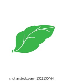 Leaves on white background.
