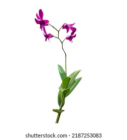 Leaves and orchids with a white background