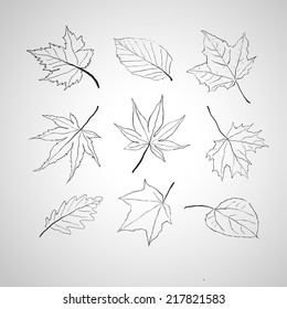 Leaves outline