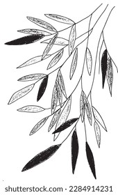 Leaves outline illustration vector image. Hand drawn branch sketch image artwork. Simple original logo icon from pen drawing sketch.