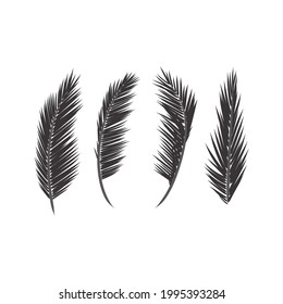 Leaves palm set. Creative deaign.