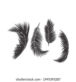 Leaves palm set. Creative deaign.