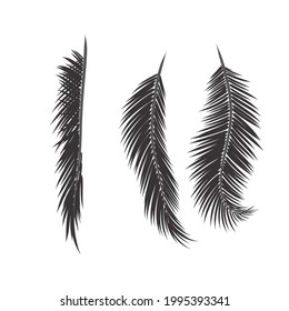 Leaves palm set. Creative deaign.