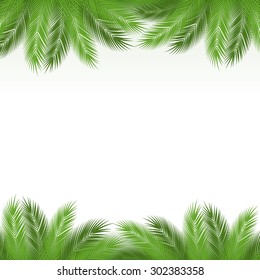 Leaves of palm tree on white background as a template. Vector illustration.