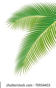 Leaves Of Palm Tree On White Background. Vector Illustration.