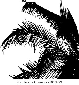 leaves of a palm tree. Silhouette. Vector illustration, graphic on white background. 