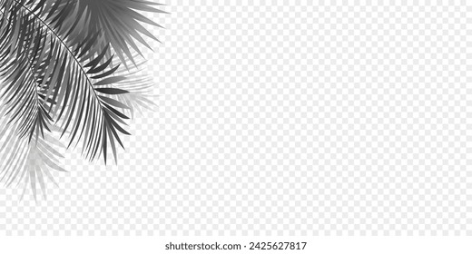 Leaves of palm trees isolated on a transparent background. Amazon tropical plants vector illustration. Black and white rainforest foliage frame. Jungle fronds with shadows design for fashion, mockups
