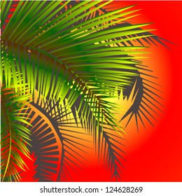 leaves of palm trees at sunset