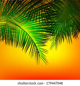 Leaves of palm trees at sunset. Vector 