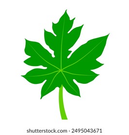 The leaves of the papaya tree vector illustration.