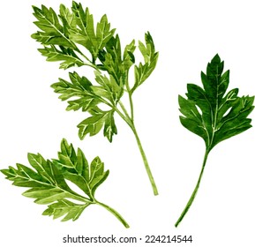 Leaves Of Parsley Drawing By Watercolor On White Background, Hand Drawn Vector Illustration