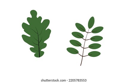 leaves pattern for nature concept, set of tropical leaf isolated on white background