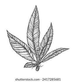 Leaves from a peach tree, Vector illustration, sketch in dotwork style, isolated on a white background, graphic, tattoo style, vintage