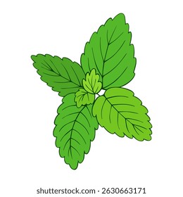 Leaves peppermint color vector illustration for nature projects eco-friendly branding cosmetic and food product packaging
